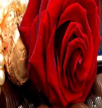 Zamob Valentine Days Rose