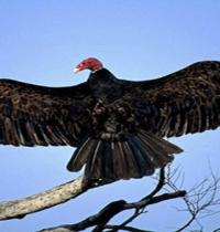 Zamob vulture like turkey