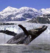 Zamob Whale Breach