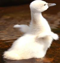 Zamob white babe goose in water