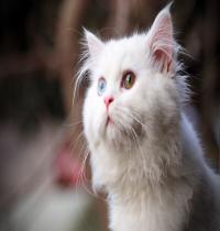 Zamob White Cat