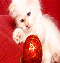 Zamob White Cat And Christmas Ball