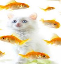Zamob White Cat and Fish