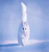 Zamob white cat white winter scene