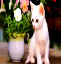 Zamob white cat with vase