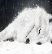 Zamob White Fox in ICE