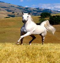 Zamob white horse 2