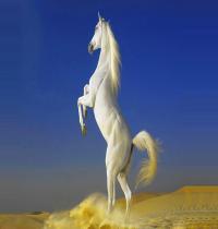 Zamob white horse 3