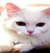Zamob white kitty