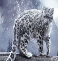 Zamob White Leopard