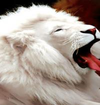 TuneWAP white lion 5