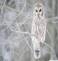 Zamob white owl