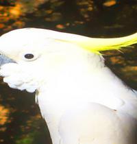 Zamob white parrot