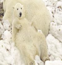 Zamob white polar bear