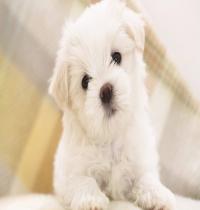 Zamob white puppy