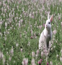 Zamob white rabbit in flower field