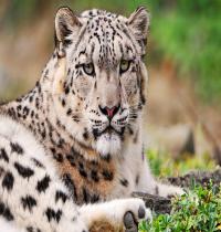 Zamob white snow leopard