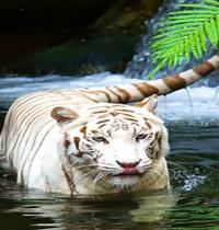 Zamob white tiger in waterfall