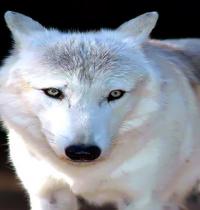 Zamob white wolf 3