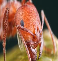 Zamob Wild Ant Insect