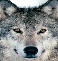 Zamob Wild Killer Wolf Dog