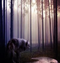 Zamob Wild Wolf