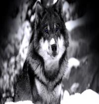 Zamob Wolf In Winter