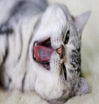 Zamob Yawning Cat