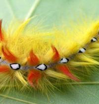 Zamob yellow Caterpillar