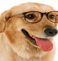 Zamob yellow Dog Glasses