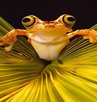 Zamob yellow frog 3