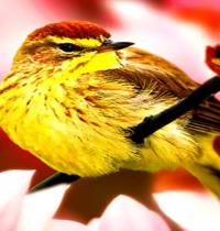 Zamob yellow goldfinch