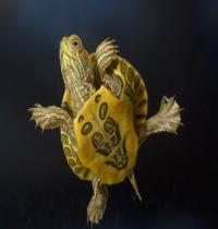 Zamob Yellow Turtle