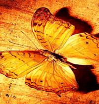 Zamob yellow wood butterfly