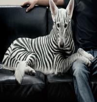 Zamob Zebra Felts Dog