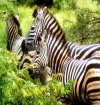 Zamob Zebras