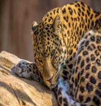 Zamob Zoo Leopard